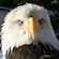 An American bald eagle with snow in the background